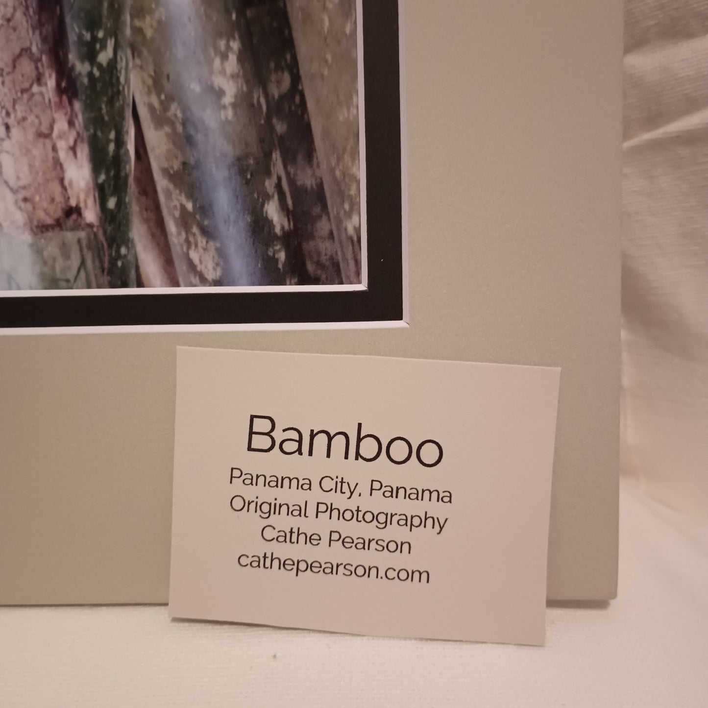 Bamboo Stalks in Panama Original Photo Print 8 x 10