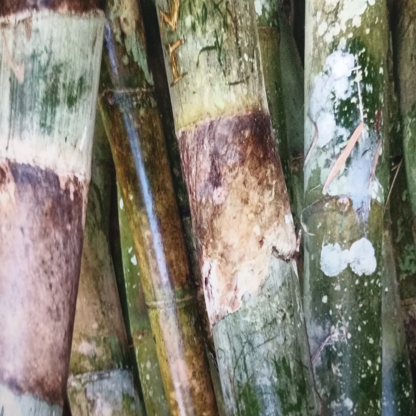 Bamboo Stalks in Panama Original Photo Print 8 x 10